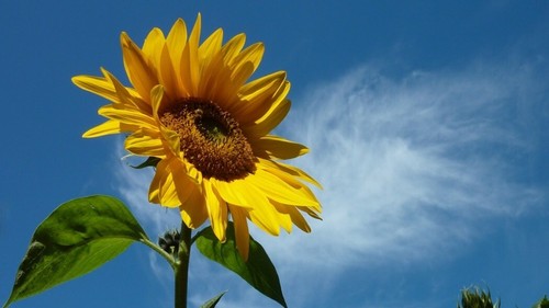 Semi girasole gigante - girasole,