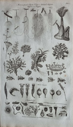 Stampa del 1788 - 1788, oggetti