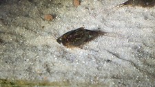 Triops Cancriformis Simplex