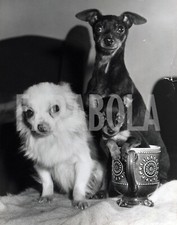 Foto Vintage Animali Regno