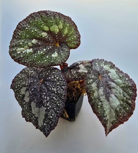Bellissima begonia speckled - bellissima,