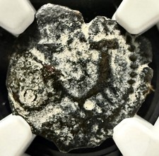 Moneta biblica Erode I la