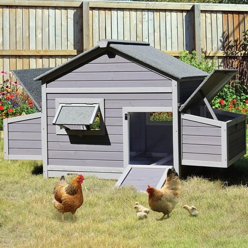 Aivituvin pollaio con due - con,