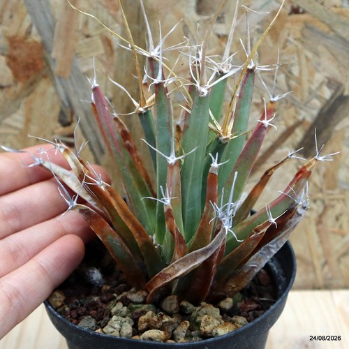 Leuchtenbergia principis vaso - leuchtenbergia,