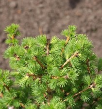 Larice orientale alto tronco