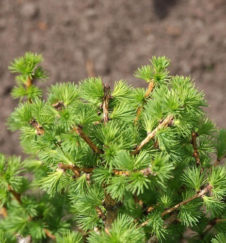 Larice orientale alto tronco