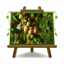 Susino Coscia di Monaca di