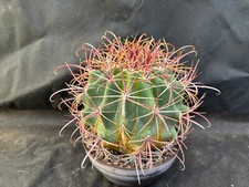 FEROCACTUS ACANTHODES VIVAIO