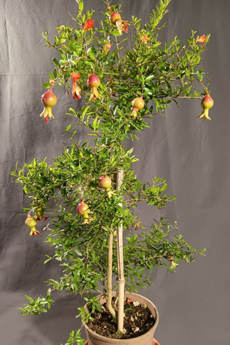 Pianta melograno nano h70 - pianta,