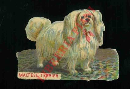Cani maltese terrier - -, terrier.