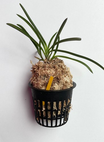 Neofinetia falcata kouyou - neofinetia,