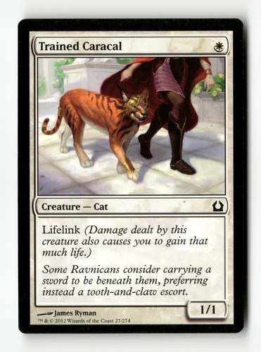 Caracal allenato ritorno a - caracal,