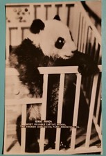 Rppc Panda gigante nella culla