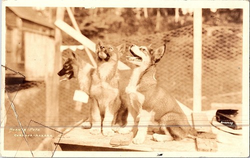 Cartolina rppc cuccioli - cartolina,