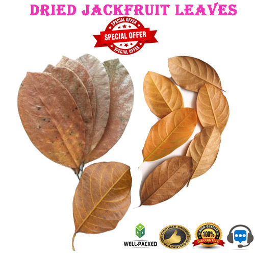 Foglie jackfruit secche - foglie,