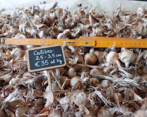 1kg bulbi zafferano di - bulbi,