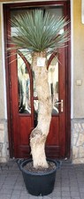 Yucca rostrata, tronco 220 cm
