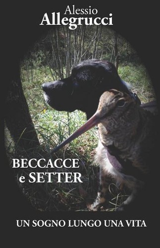 Beccacce setter un sogno - beccacce, e