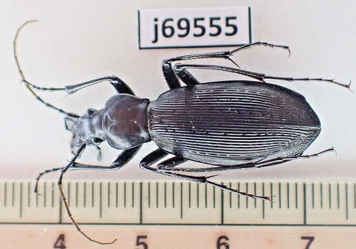 J69555 insetti carabidae - j69555.,