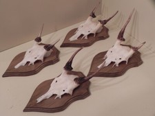 4 Daino Spießer Spiesser Dam