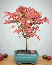 Trident Maple Bonsai Tree 10"H