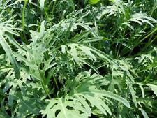 Foglia di Cavolo - Jagallo