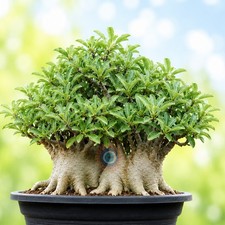 Siam ruby adenium - adenium, thai