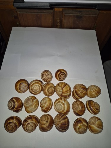 Escargot conchiglie lumaca - escargot,
