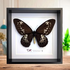 Framed goliath birdwing - framed,