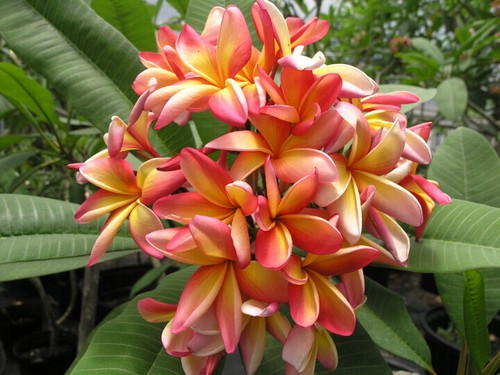 Semi plumeria beautiful - plumeria,