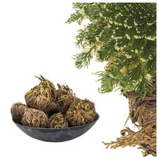 Rosa di Gerico - Selaginella lepydophylla - rosa eterna del deserto in regalo