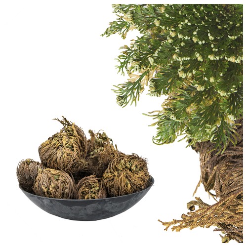 Rosa gerico selaginella - rosa,