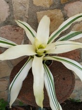 Neoregelia ‘Van Durme’