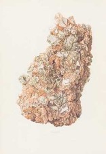 Schönit Kaliumsulfat Stampa a