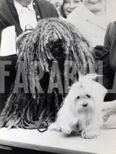 Foto vintage Cani, 1957