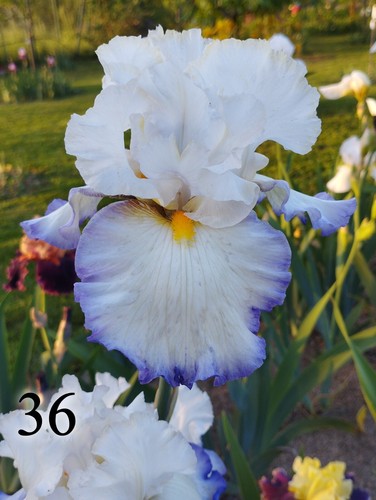 Rizoma iris germanica - 1,