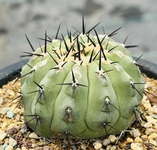 Copiapoa cinerea WYSIWYG