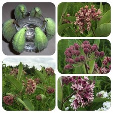 Pianta di pappagallo fiore di
