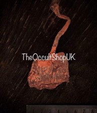 BLACK CAT BILLI KI JER