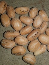 Zamia sandovalii, 4 semi