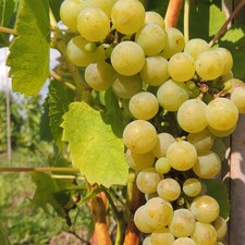 Vite Muscaris 2L - Apprezzato