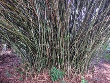Weaver’s Bamboo (Bambusa