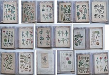 Tavole botanica vintage varie provenienze