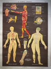 IL CORPO UMANO-TAV. I-Storia Naturale-Poster originale didattico-Paravia-1971-