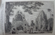 1845 INSECT ARCHITECTURE VOLS