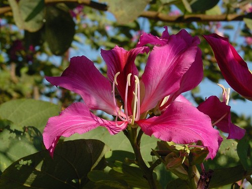Semi bauhinia purpurea - semi,