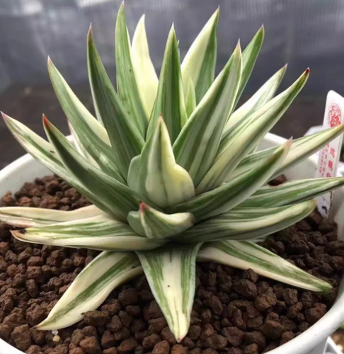 Haworthia marginata bordo - marginata, 'bordo