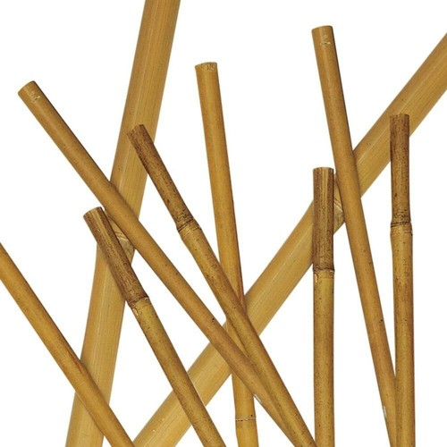 Verdelook canna in - verdelook, 10