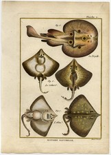 Antica stampa pesce-RAGGIO