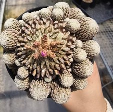 Pelecyphora aselliformis